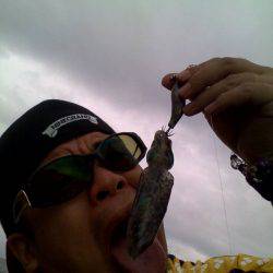 アオリちゃんです